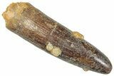 Fossil Sauropod Dinosaur (Titanosaur) Tooth - Morocco #267299-1